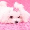 princessdolls1